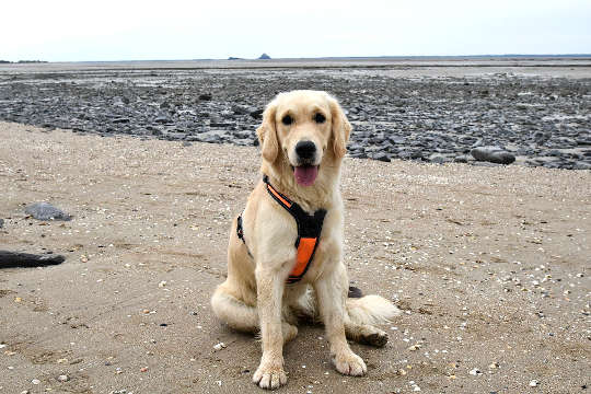 hond wat op strand sit ('n golden retriever)