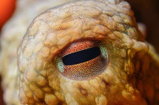 un ochi de caracatiță