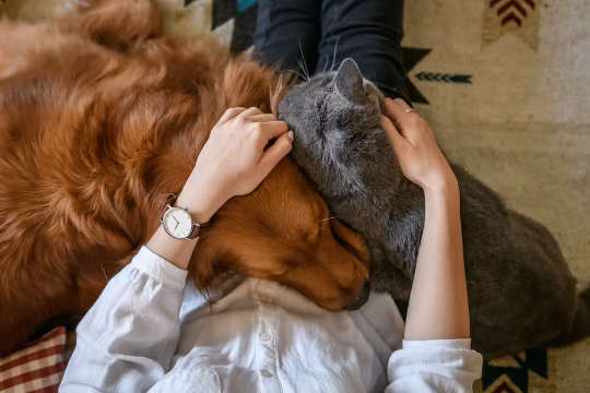 猫と犬も親密な絆を築くことができます。