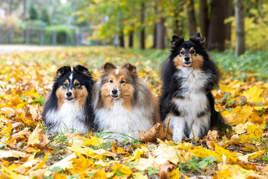 สุนัขสามตัวนั่งอยู่ในธรรมชาติ