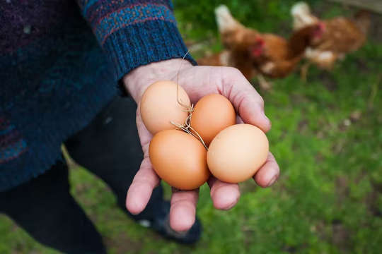 달걀을 들고 있는 열린 손 사진