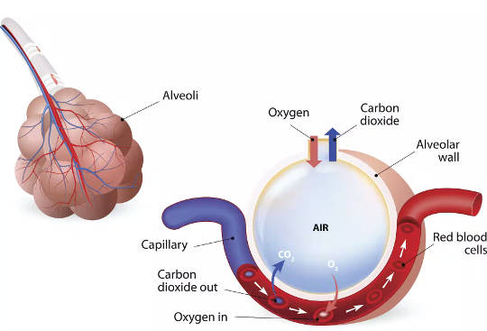Gli alveoli dei polmoni