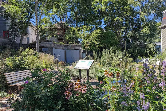 a  food forest in a Boston neighborhood
