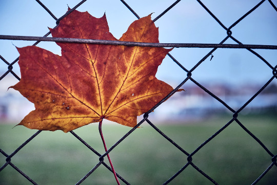 a red autumn leaf caught in a chainlink fence