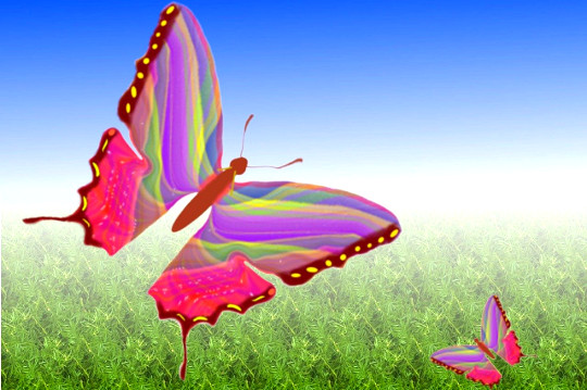 разноцветные бабочки