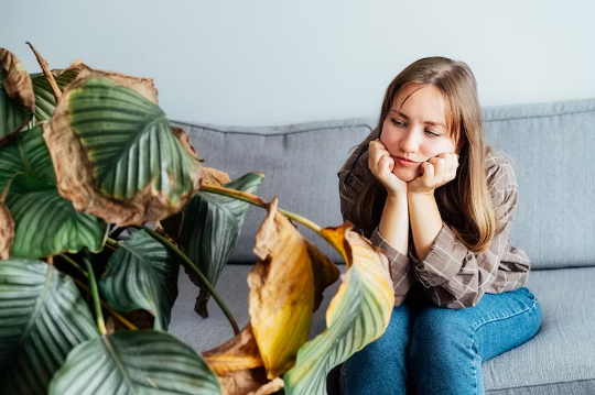 Frau, die auf einer Couch sitzt und auf eine sehr ungesund aussehende Zimmerpflanze starrt