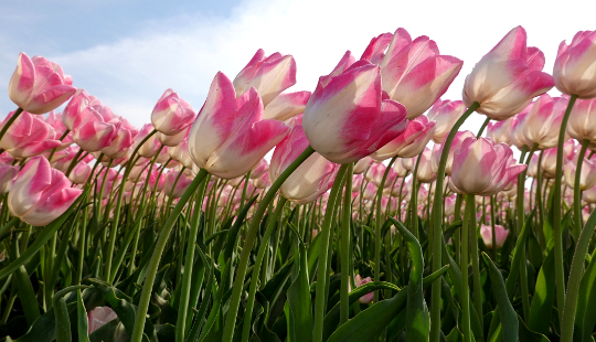 tulipani che si piegano al vento