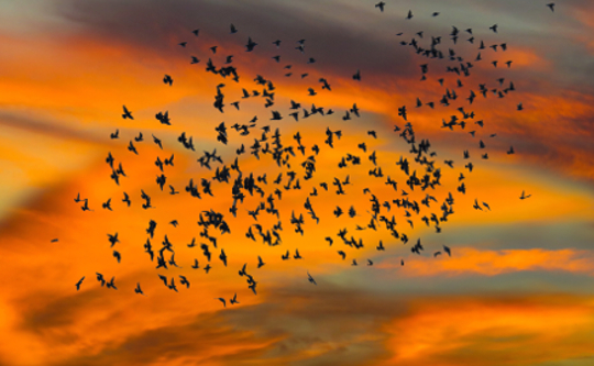 Vogelschwarm am Himmel bei Sonnenuntergang