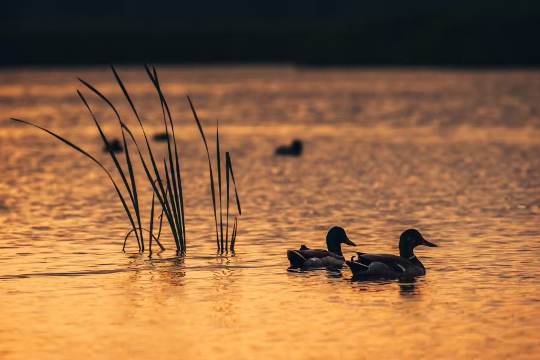 качки на озері