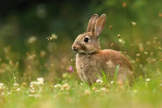 en vill kanin eller hare