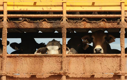 mucche dietro le recinzioni