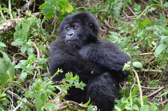 gorilla di montagna