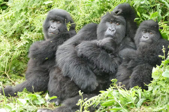 moedergorilla met haar drie nakomelingen