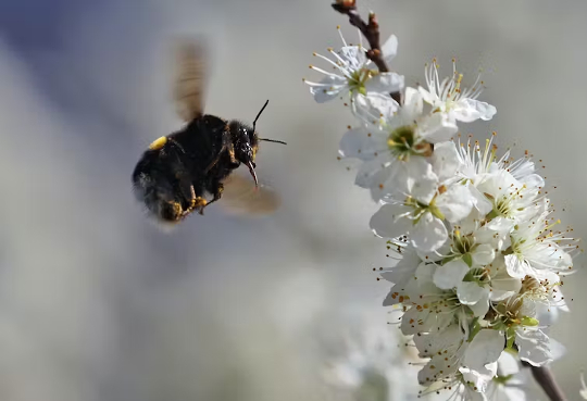bir çiçek üzerinde bir yaban arısı