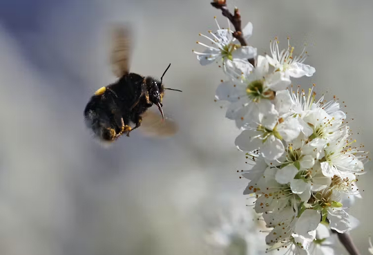 isang bumblebee sa isang bulaklak