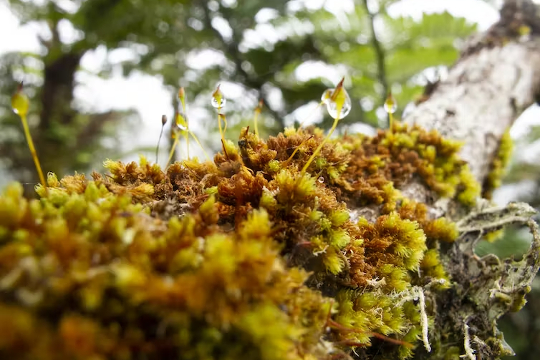 photo of moss