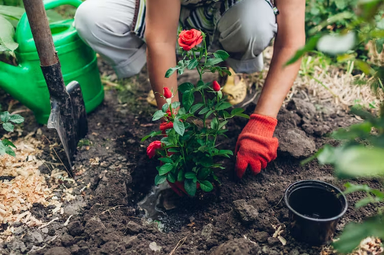 mujer trabajando con plantas al aire libre