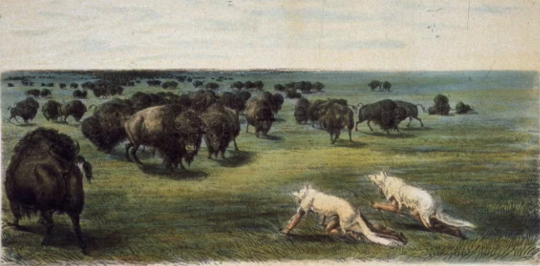 bisonfält med fyrbenta rovdjur som lurar förbi