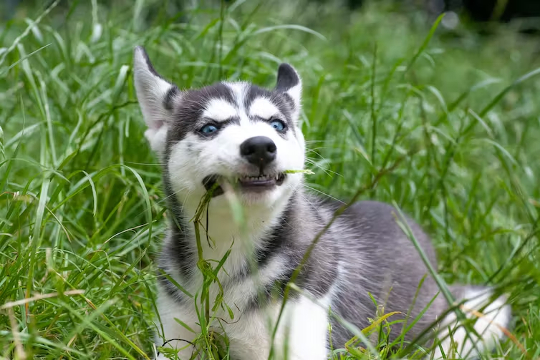 câine care mănâncă iarbă