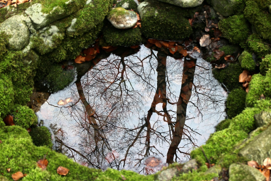 copaci reflectați într-o fântână de piatră