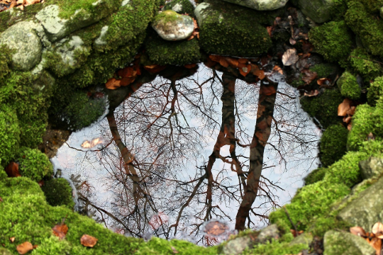 bomen weerspiegeld in een stenen fontein