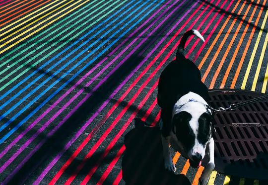 μπορούν οι σκύλοι να δουν τα χρώματα3 1 10