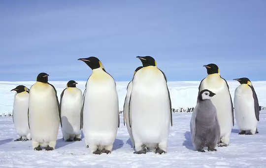 klimaat in het noordpoolgebied 6 15