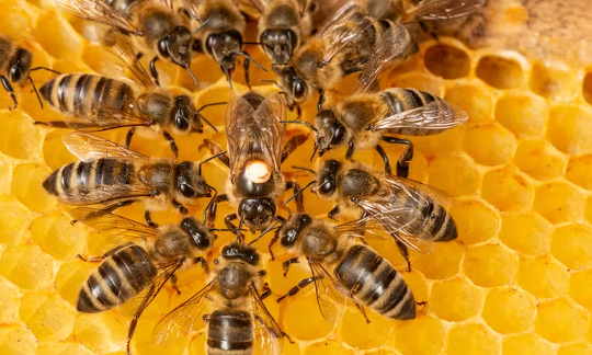 lebah madu membuat keputusan 6 27