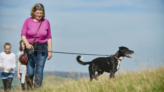 trygt gå tur med hunden 5 7