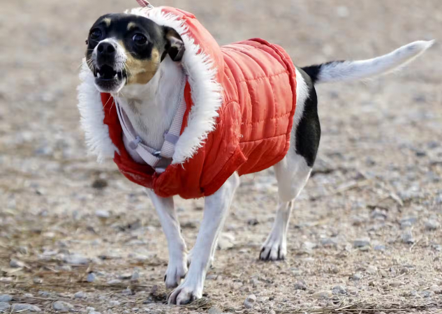 Um cachorrinho vestindo um casaco vermelho grosso e fofo.
