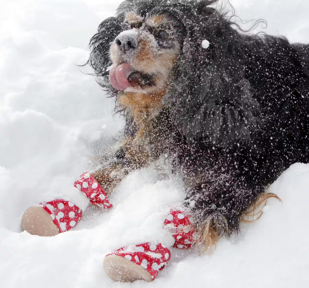 Ein flauschiger Hund sitzt im Schnee und trägt zwei gepunktete Stoff-Pfotenbezüge.