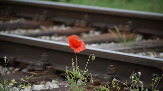 a lone red poppy on the side of a railroad track