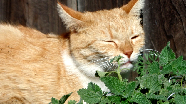 seekor kucing berbaring di hadapan beberapa tumbuhan catnip