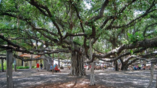 茂宜岛拉海纳的榕树