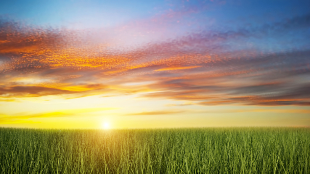 groen veld bij zonsondergang