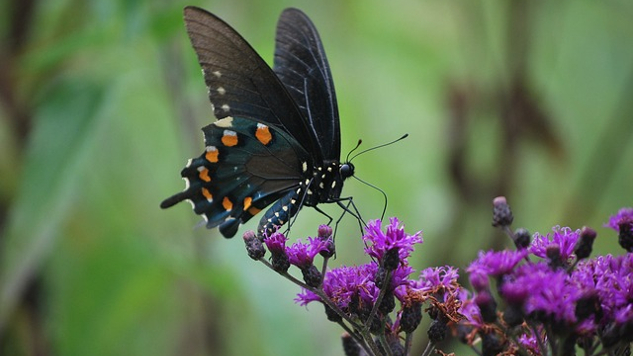 метелик на квітучій гілці