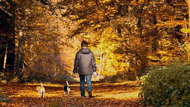 เดินเล่นกับสุนัขบนเส้นทางป่าในฤดูใบไม้ร่วง
