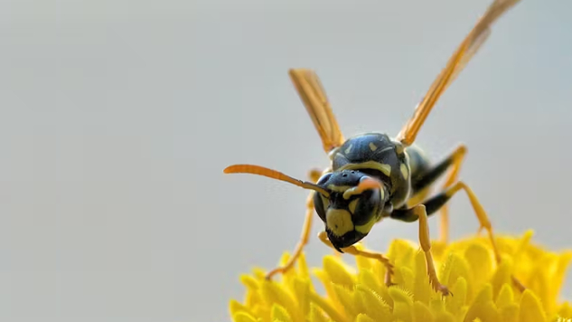 花の上のスズメバチのクローズアップ写真