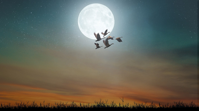 bulan purnama dengan angsa Kanada terbang di hadapannya