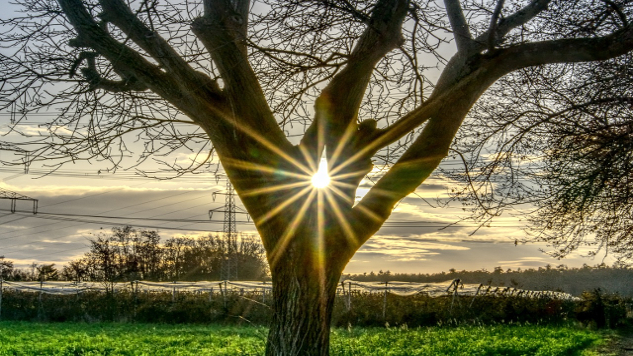 ایک چوڑا درخت جس کی شاخوں میں ایک جگہ سے سورج جھانک رہا ہے۔