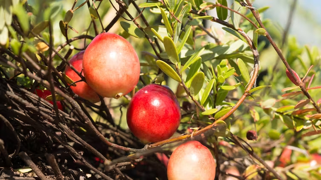 arándanos agrios