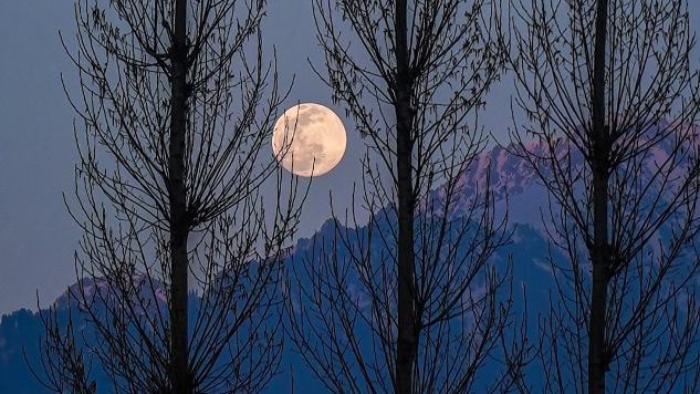 พระจันทร์เต็มดวงระหว่างต้นไม้