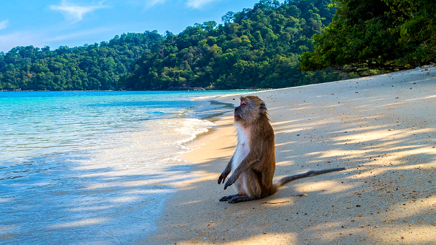 monyet duduk di pantai