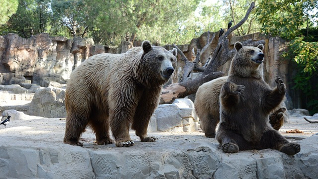 медведь сидит на задних лапах, а другой стоит на четырех лапах