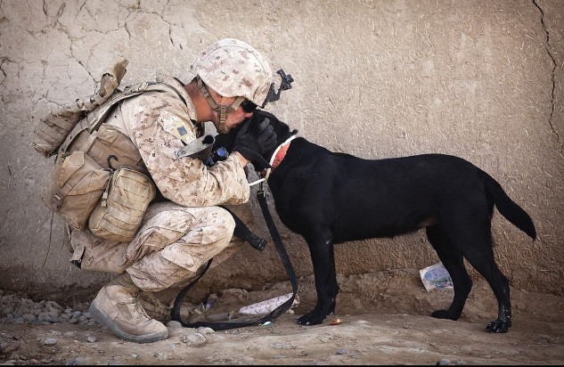 PTSD-Hunde 8 26