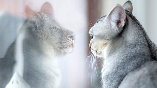 거울에 비친 사자처럼 자신의 모습을 보는 고양이
