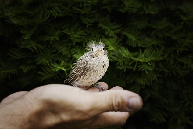 एक व्यक्ति के खुले हाथ में एक पक्षी