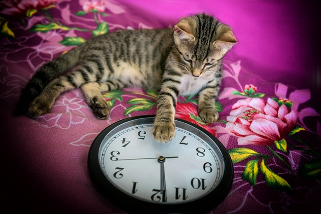 een kat die de wijzers van een klok probeert tegen te houden