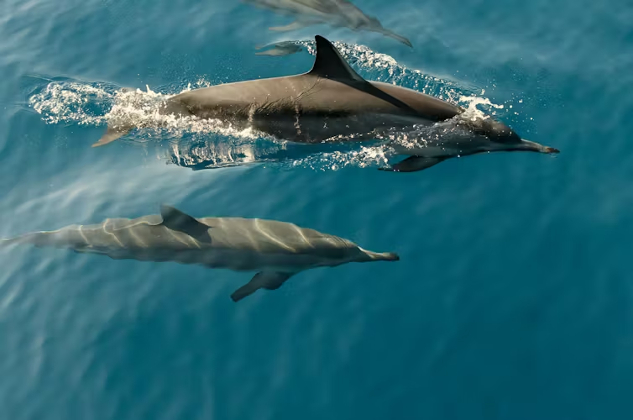 pływające delfiny