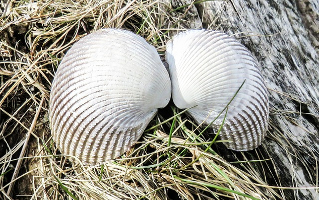 angyalszárnyú kagyló kagyló